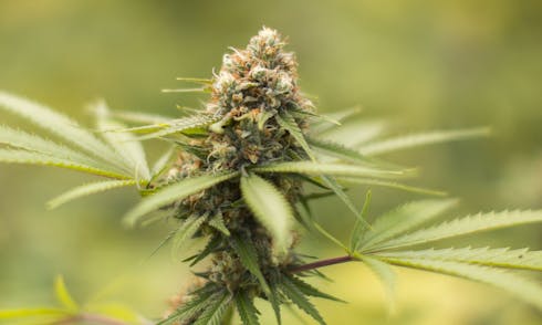 Durban Poison | Old Apple Farms