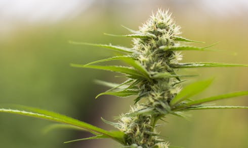 Dutch Treat by Sasquatch Greenhouses