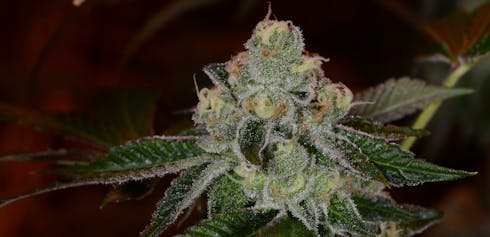 GSC