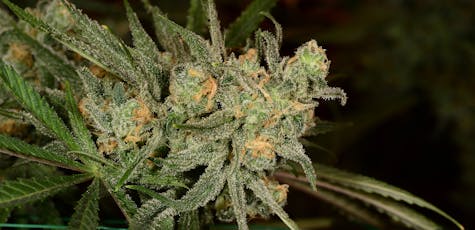 Pineapple Express $149 Oz