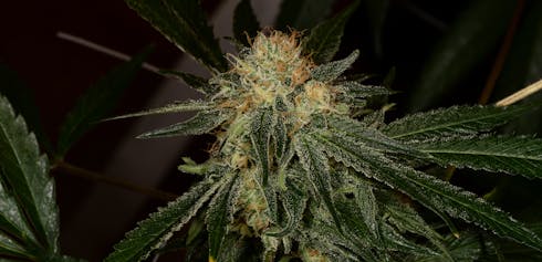 Lemon OG by Northwest Authentic