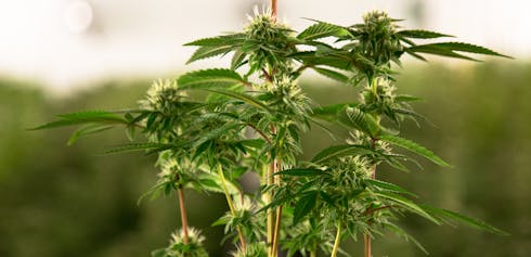 Aeriz: Pink Kush (Reserve Tier)