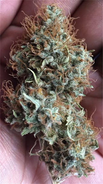 Photos Of Cataract Kush Weed Strain Buds Leafly