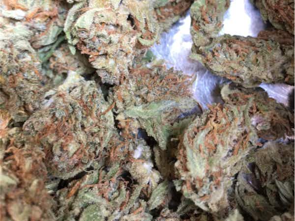 Girl Scout Cookies) Autoflowering Seeds ...