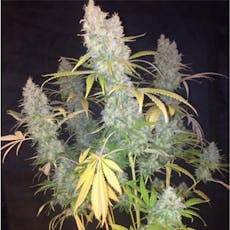 Big Bud Auto Feminized Cannabis Seeds