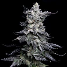 Apple Fritter Feminized Cannabis Seeds