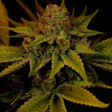 G-13 Feminized Cannabis Seeds