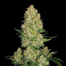 Skunk #1 Regular Cannabis Seeds
