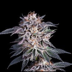 Obama Kush Auto Feminized Cannabis Seeds