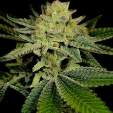 Seed AK-47 feminized
