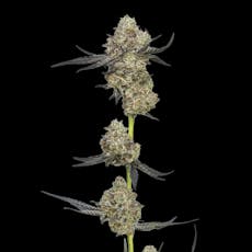 Lava Cake Auto Feminized Cannabis Seeds