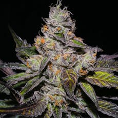 Peanut Butter Breath Feminized Cannabis Seeds