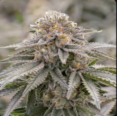 Dank Dough 7g, Smalls