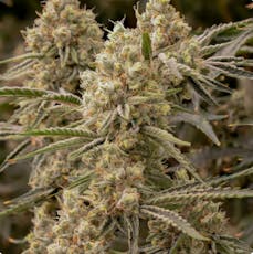 Sol-Canna Wingsuit Smalls 28g