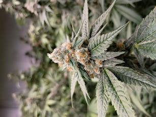 9 Lb. Hammer Shake Bulk Shake