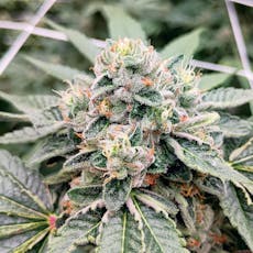 9 Lb Hammer Each, Clone