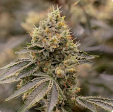 Sol-Canna SFV OG Smalls 7g
