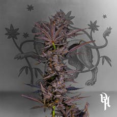 Pink Passion 1/8oz, Premium Whole Flower