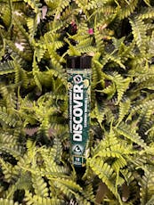 Discover Cherry Breeze 0.5g