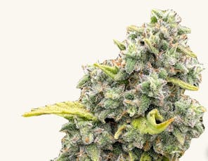 White Widow 0.6g | 5 pack, Pre-Rolls