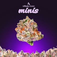 Triple X 3.5g, Minis