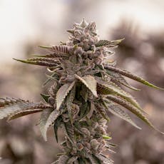 Sol Canna Humboldt's Most Wanted Full Buds 3.5g