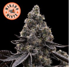 Mikado Mintz Flower 3.5g, Whole Flower