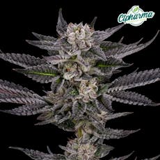 CTPharma Jokerz Whole Flower 3.5g