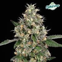 CTPharma Heir Heads Whole Flower 3.5g
