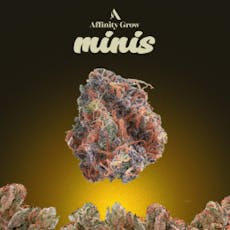 Citral Ice Flower 3.5g, Minis
