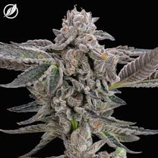 CTPharma Dieselato Whole Flower 3.5g
