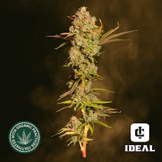 Ideal Cannabis Legend of Jack Premium Whole Flower 1/8oz