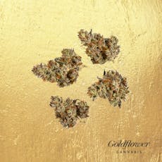 Goldflower Black Brulee Small Buds 1/8oz