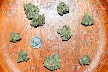 High Plainz Silver PW Miss Big Bunz Bulk