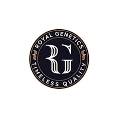 Royal Genetics Odious Maximus Whole Flower 3.5g