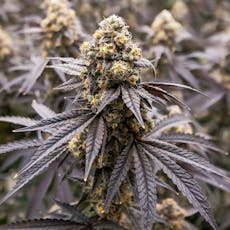 Rythm Gogurtz Flower 3.5g