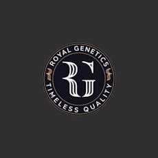 Royal Genetics Odious Maximus Whole Flower 3.5g