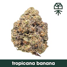 Grassroots Tropicana Banana Whole Flower 3.5g