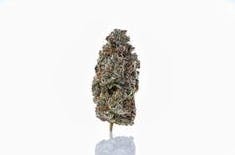 (the) Essence Gelato 41 Pre-Roll Packs 0.5g ea | 5-Pack