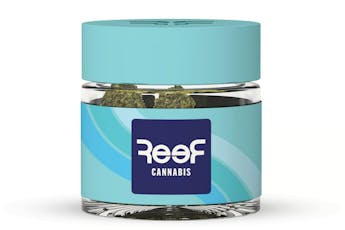 Reef Purple Starfruit Smalls 3.5g