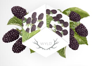Wyld Relaxing - Mellow Marionberry Gummies 10mg ea | 10-Pack