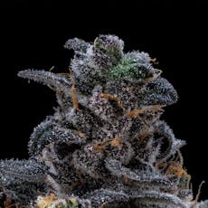 Purple Plague 3.5g Flower