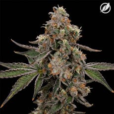 CTPharma Durban Stardawg 3.5g Flower