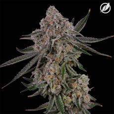 Mendo Cooler 3.5g Flower