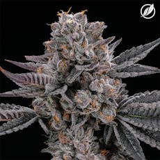 CTPharma GMO 3.5g Flower