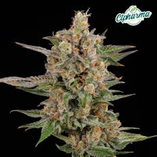 CTPharma Northern Ice 3.5g Flower