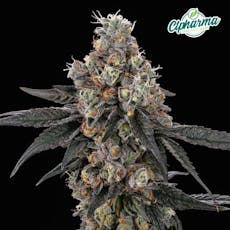 Mendo Wedding 3.5g Flower