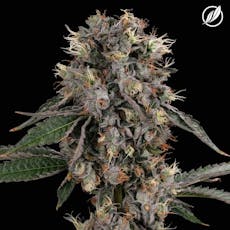 CTPharma Sunny Stomper 3.5g Flower