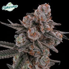 CTPharma Glitter Bomb 3.5g Flower