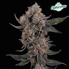 CTPharma Heir Heads 3.5g Flower